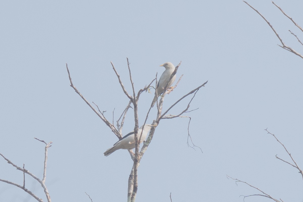 White-headed Starling - AJAY ARNOLD