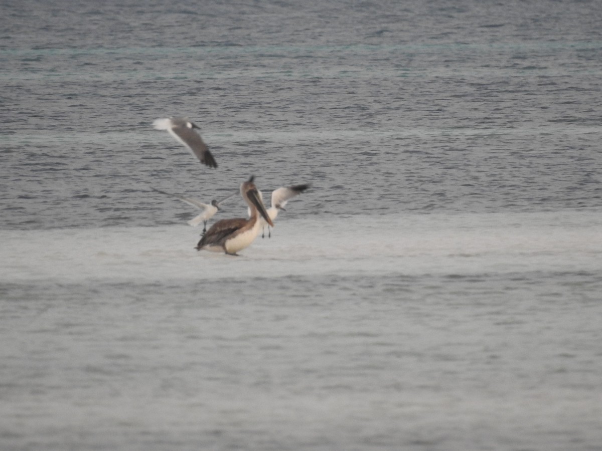 pelikán hnědý - ML616108979