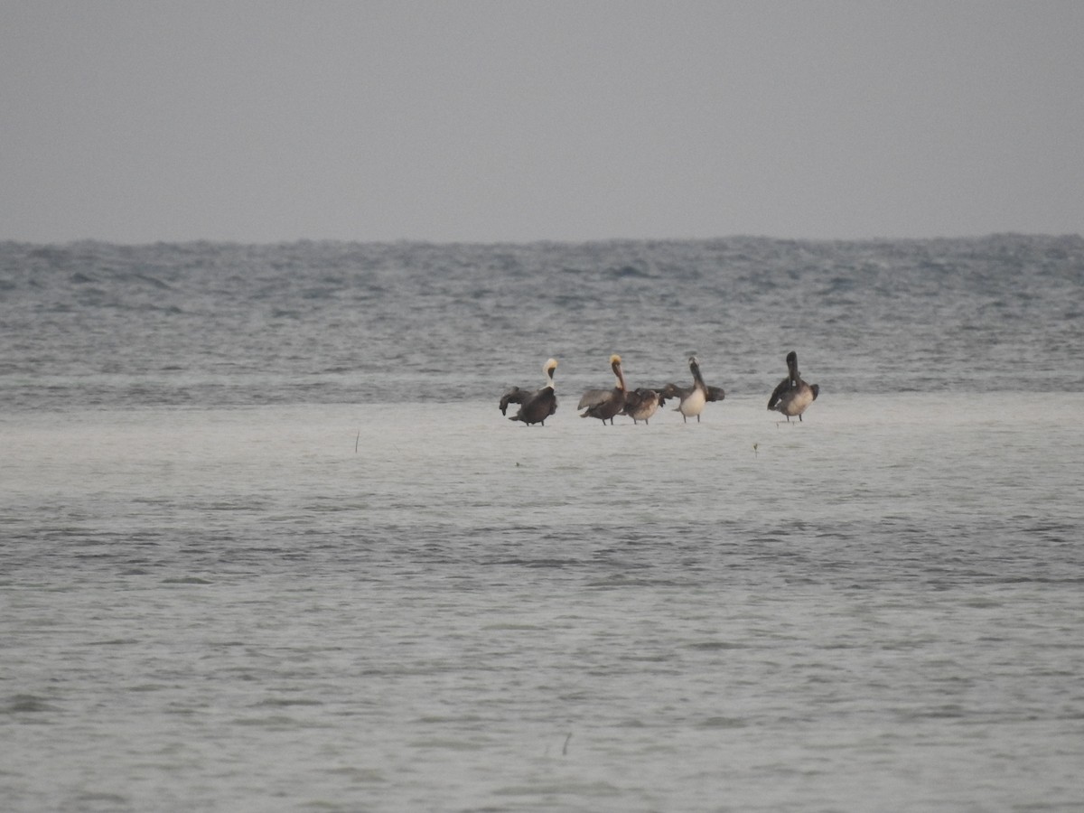 pelikán hnědý - ML616108980
