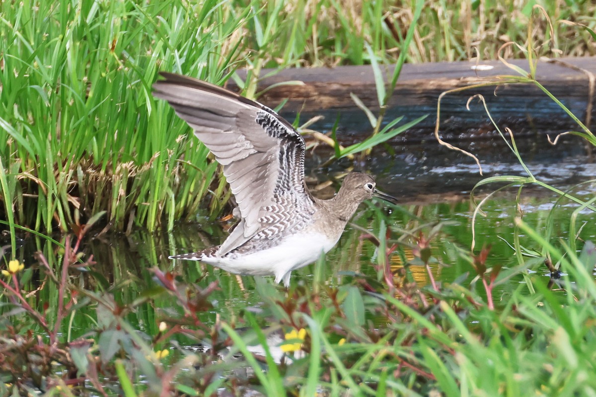 Solitary Sandpiper - Steven Whitebread