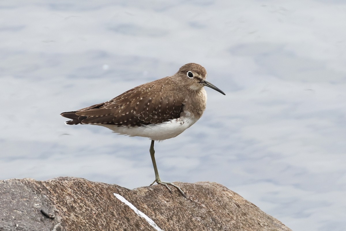 Solitary Sandpiper - Steven Whitebread