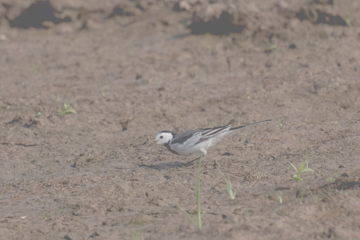 White Wagtail - AJAY ARNOLD
