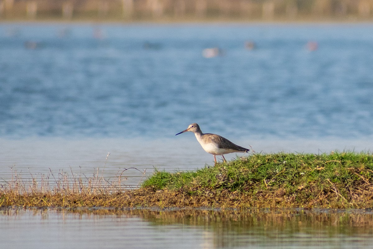 Common Redshank - Vivek Kumar Patel