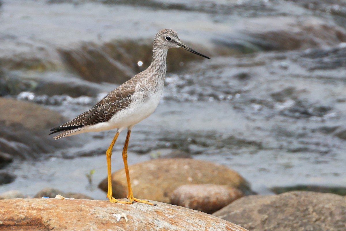 Greater Yellowlegs - ML616109054