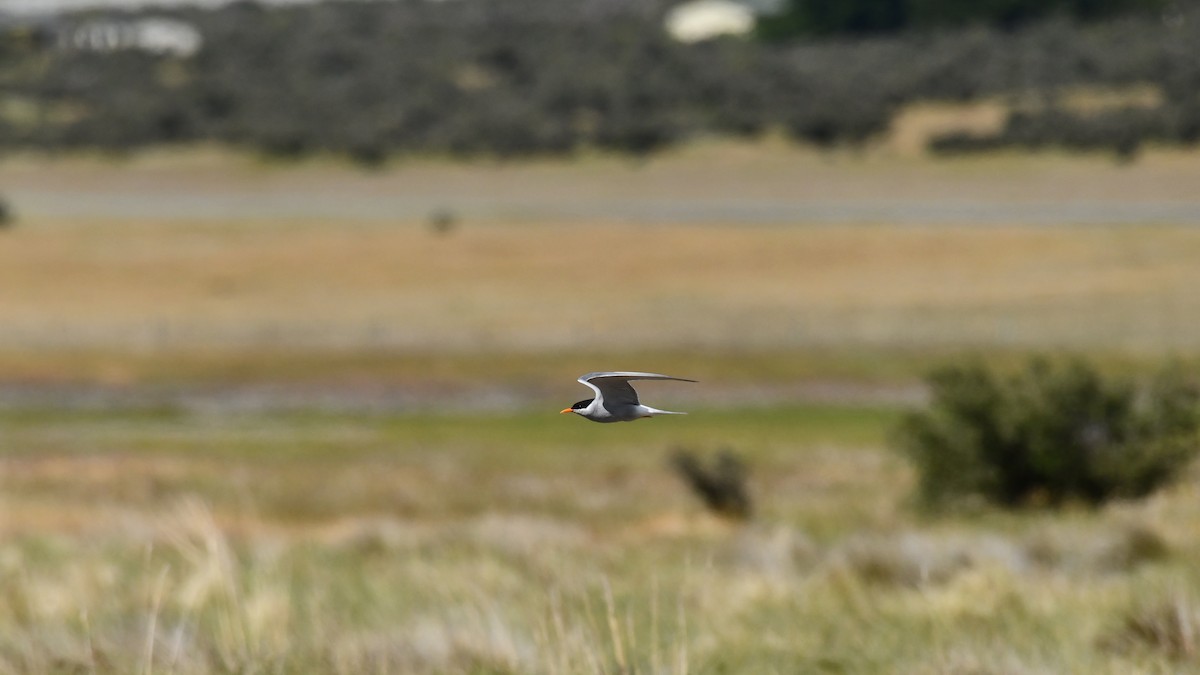 Black-fronted Tern - Adam Janczyszyn