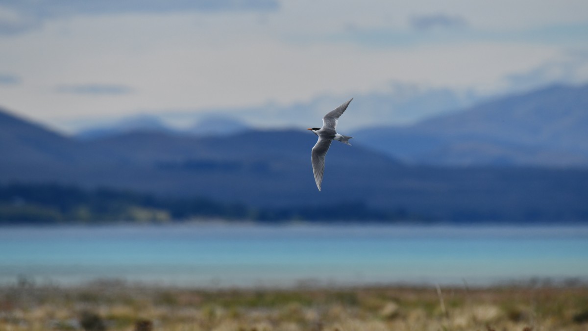 Black-fronted Tern - ML616109119