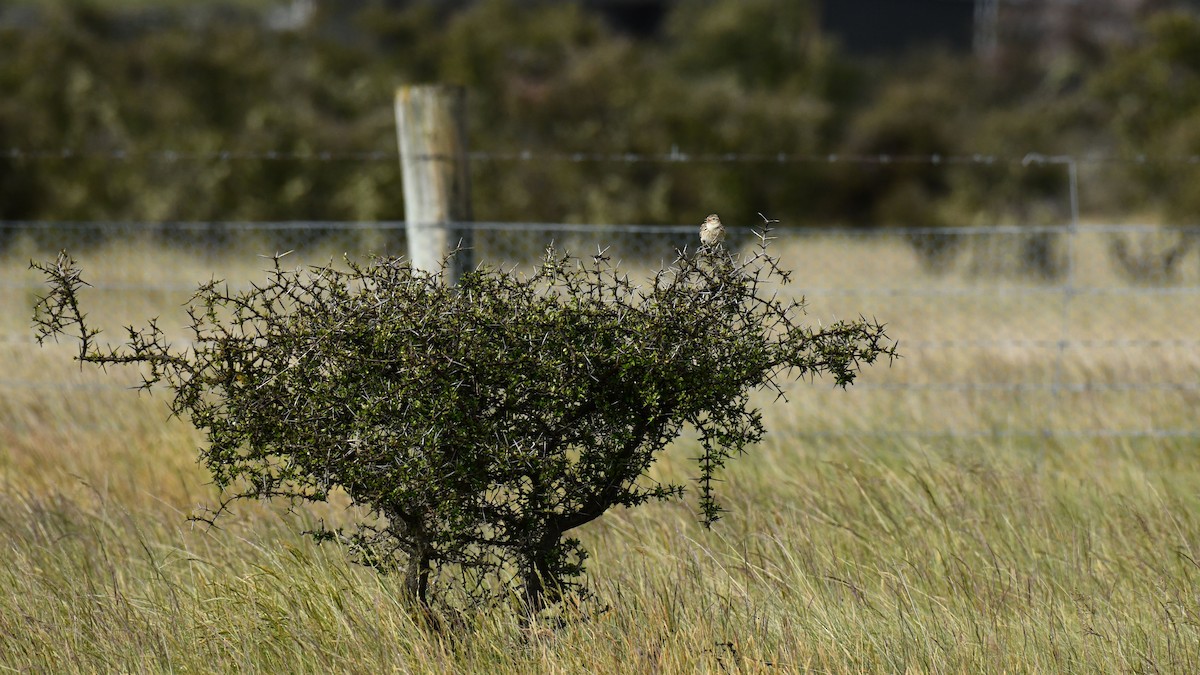 Eurasian Skylark - Adam Janczyszyn