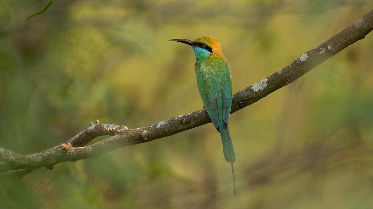 Asian Green Bee-eater - ML616109191