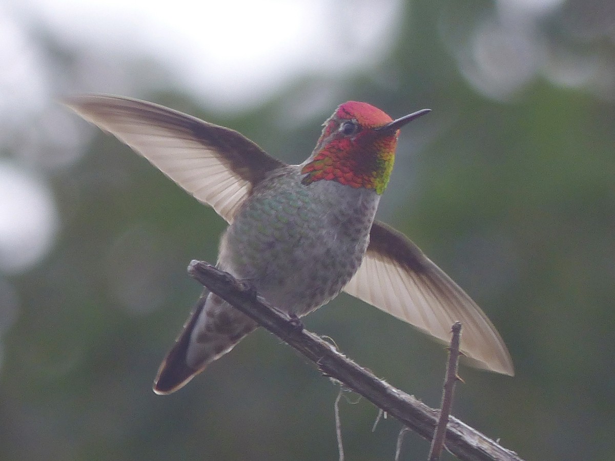 Anna's Hummingbird - ML616109202