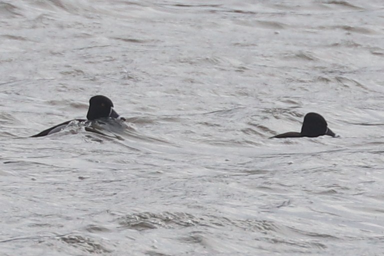 Ring-necked Duck - Jim Bowman