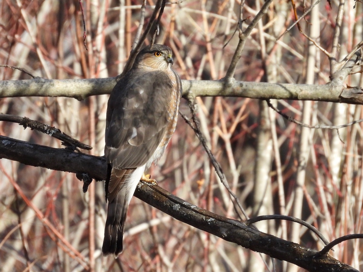 Sharp-shinned Hawk - ML616109233