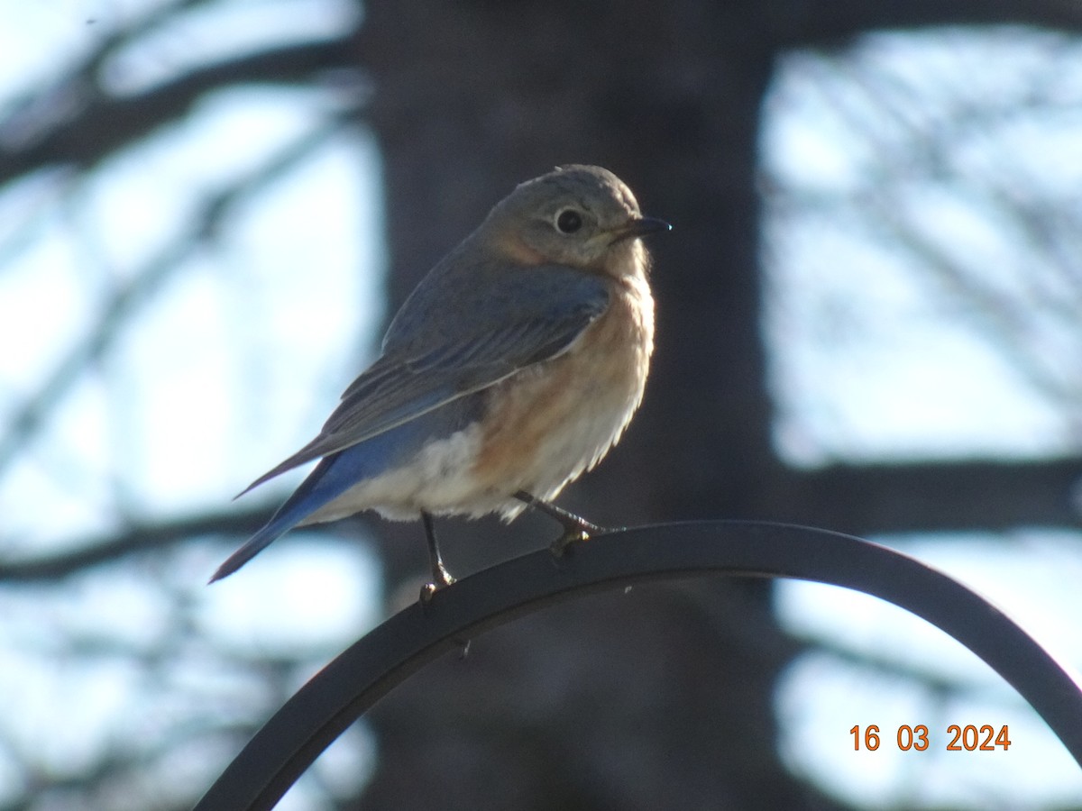 Eastern Bluebird - ML616109266