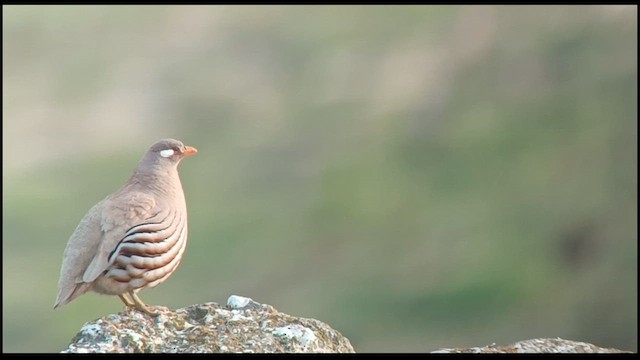 Sand Partridge - ML616109303