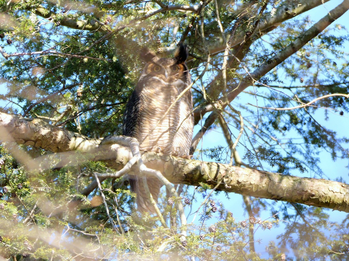 Great Horned Owl - ML616109308