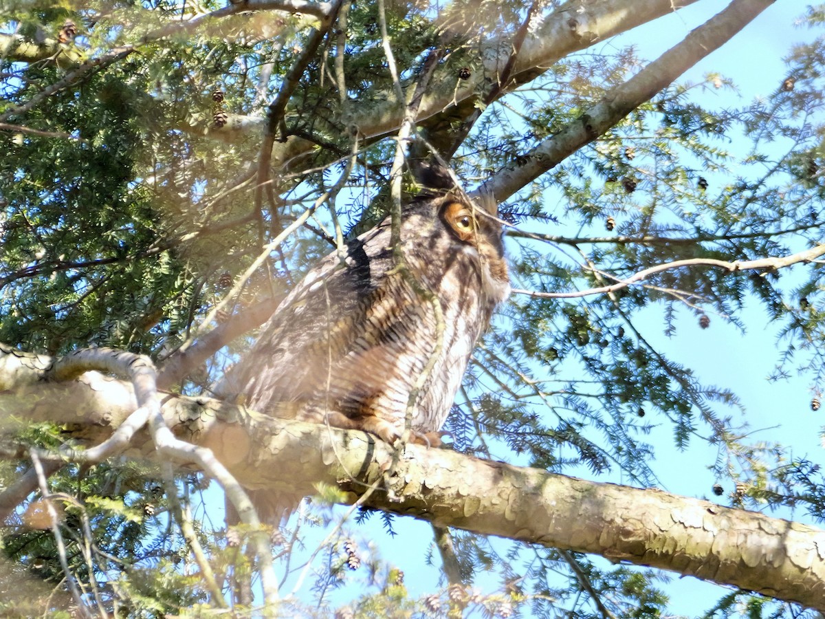 Great Horned Owl - ML616109311