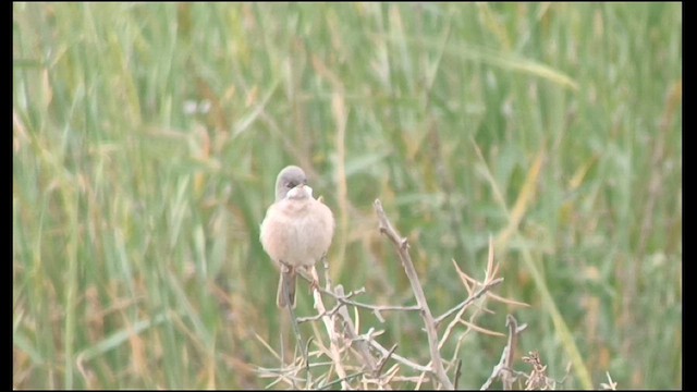 Spectacled Warbler - ML616109326