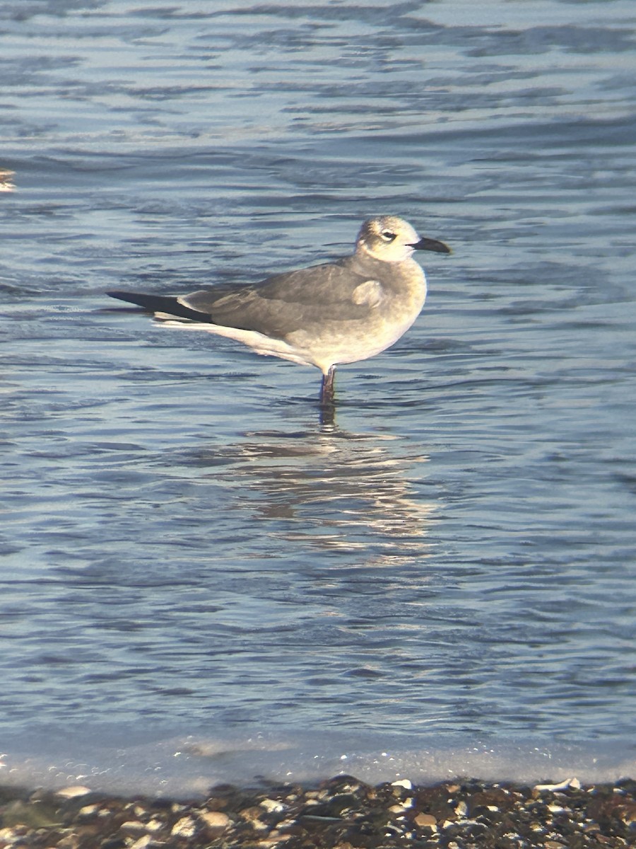 Laughing Gull - ML616109349