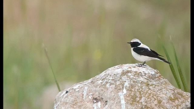 Eastern Black-eared Wheatear - ML616109352