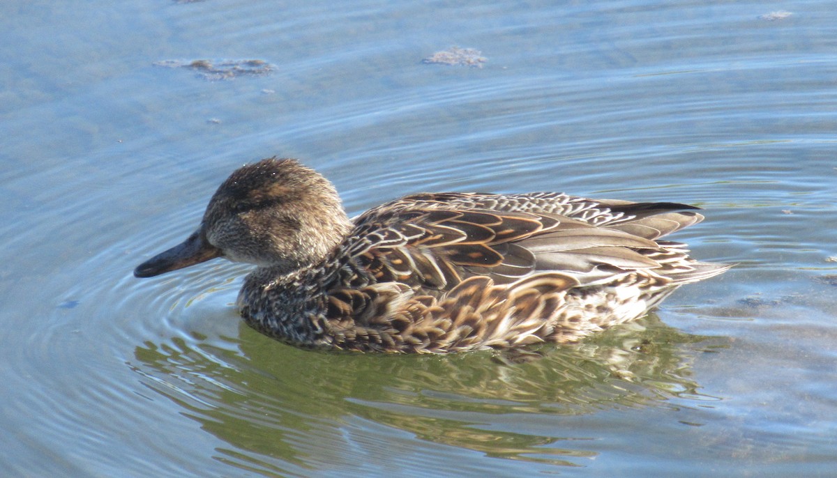 Green-winged Teal - ML616109398