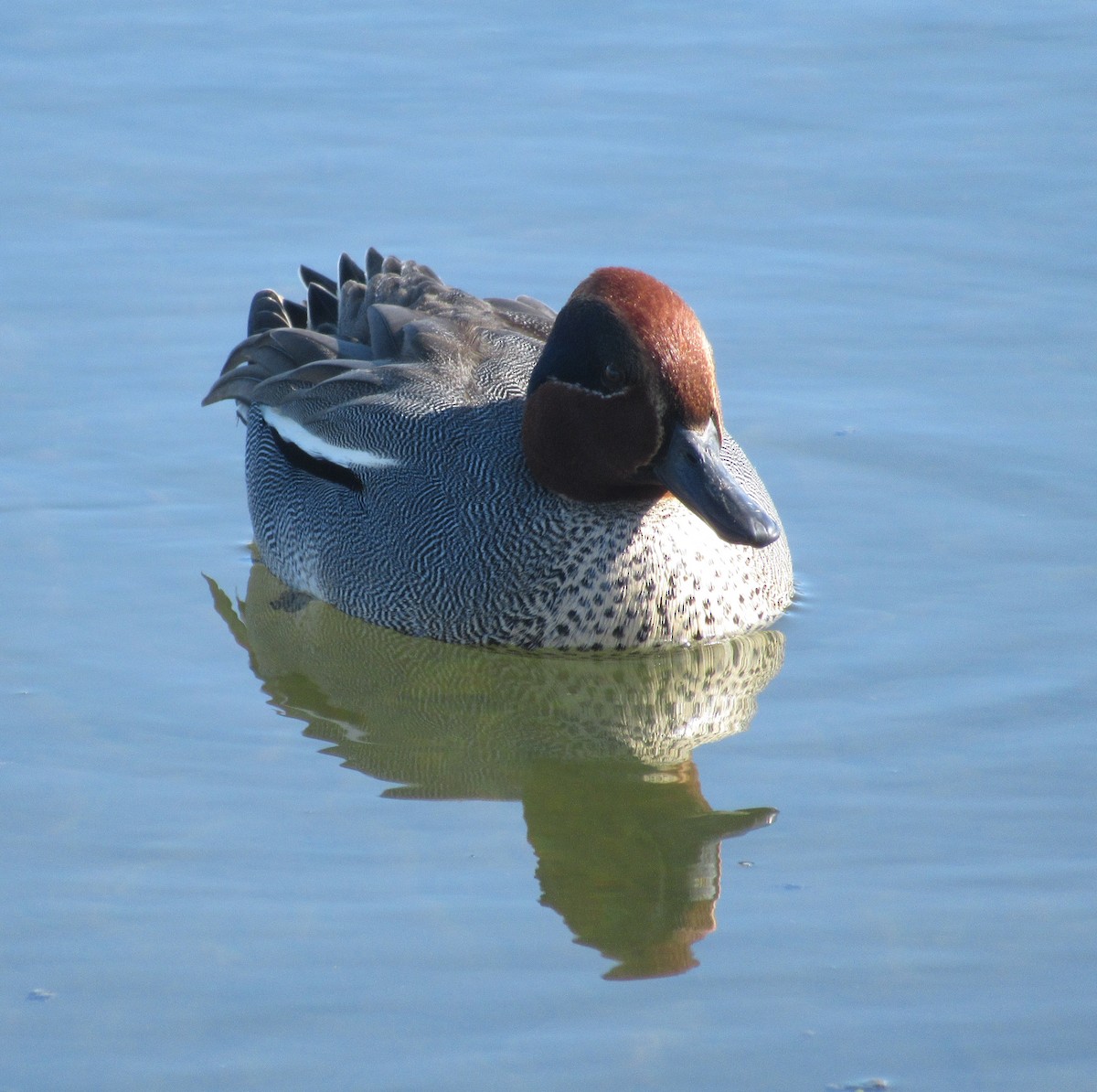 Green-winged Teal - ML616109399