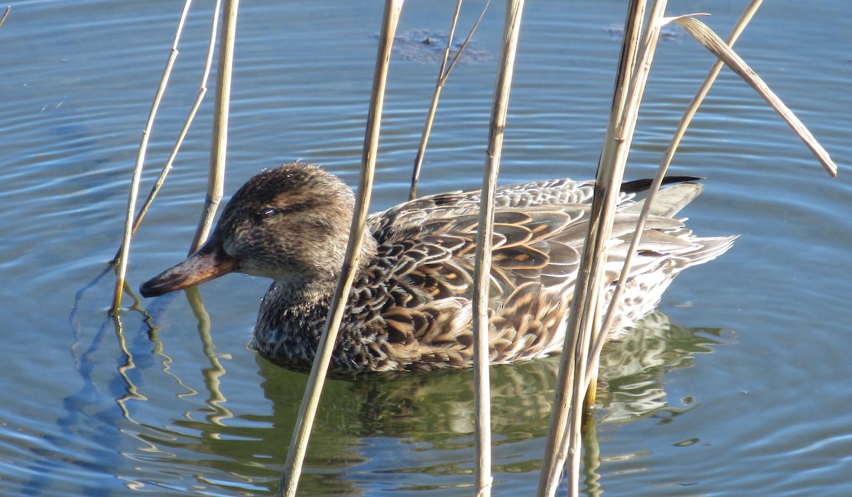 Green-winged Teal - ML616109401