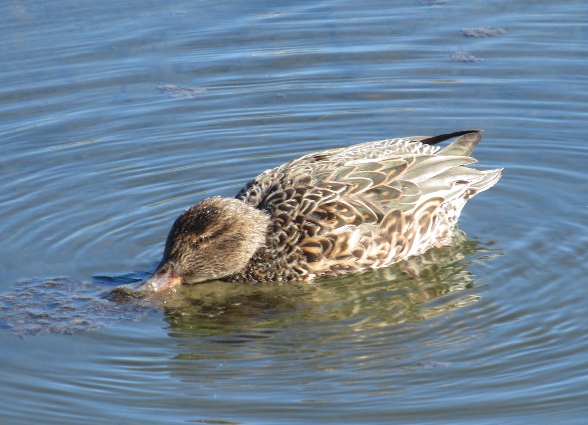Green-winged Teal - ML616109402