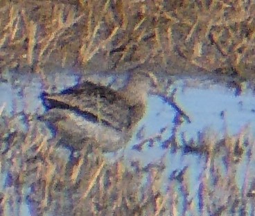 Long-billed Dowitcher - K B