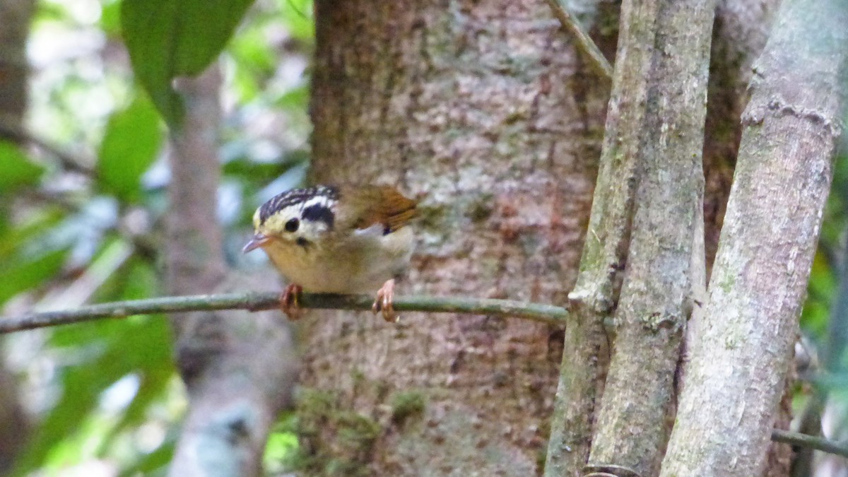 Black-crowned Fulvetta - ML616109419