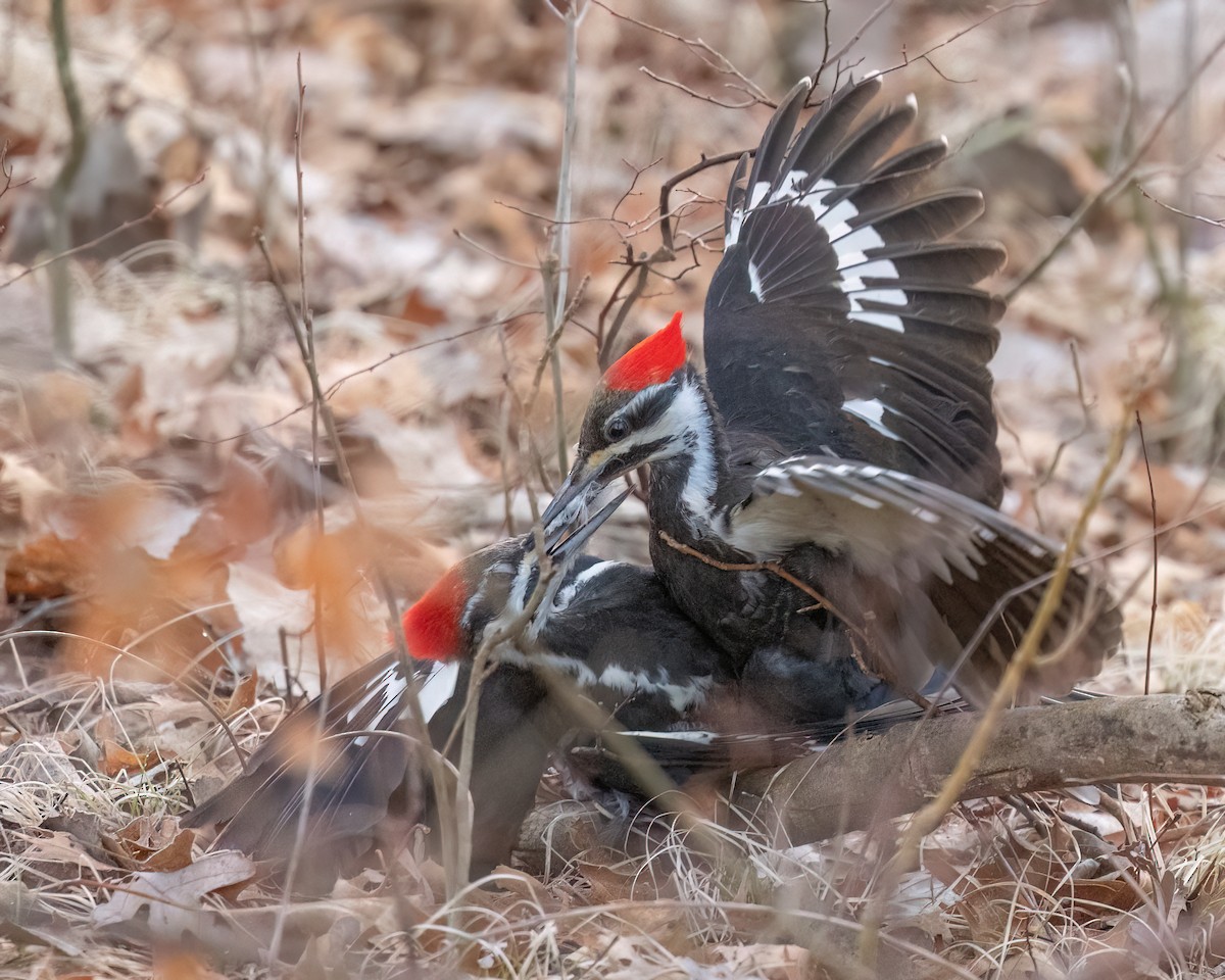 Pileated Woodpecker - ML616109565
