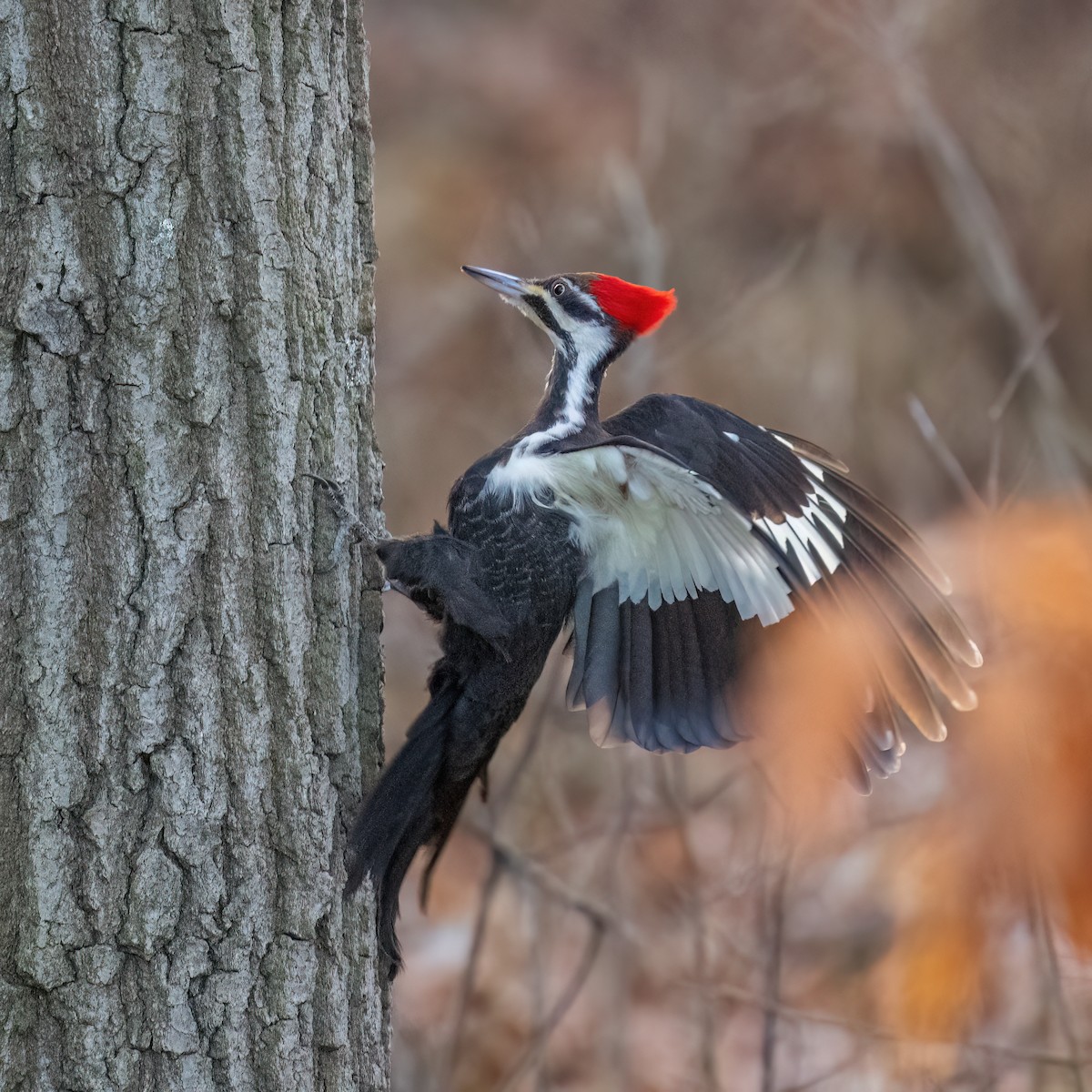 Pileated Woodpecker - ML616109567