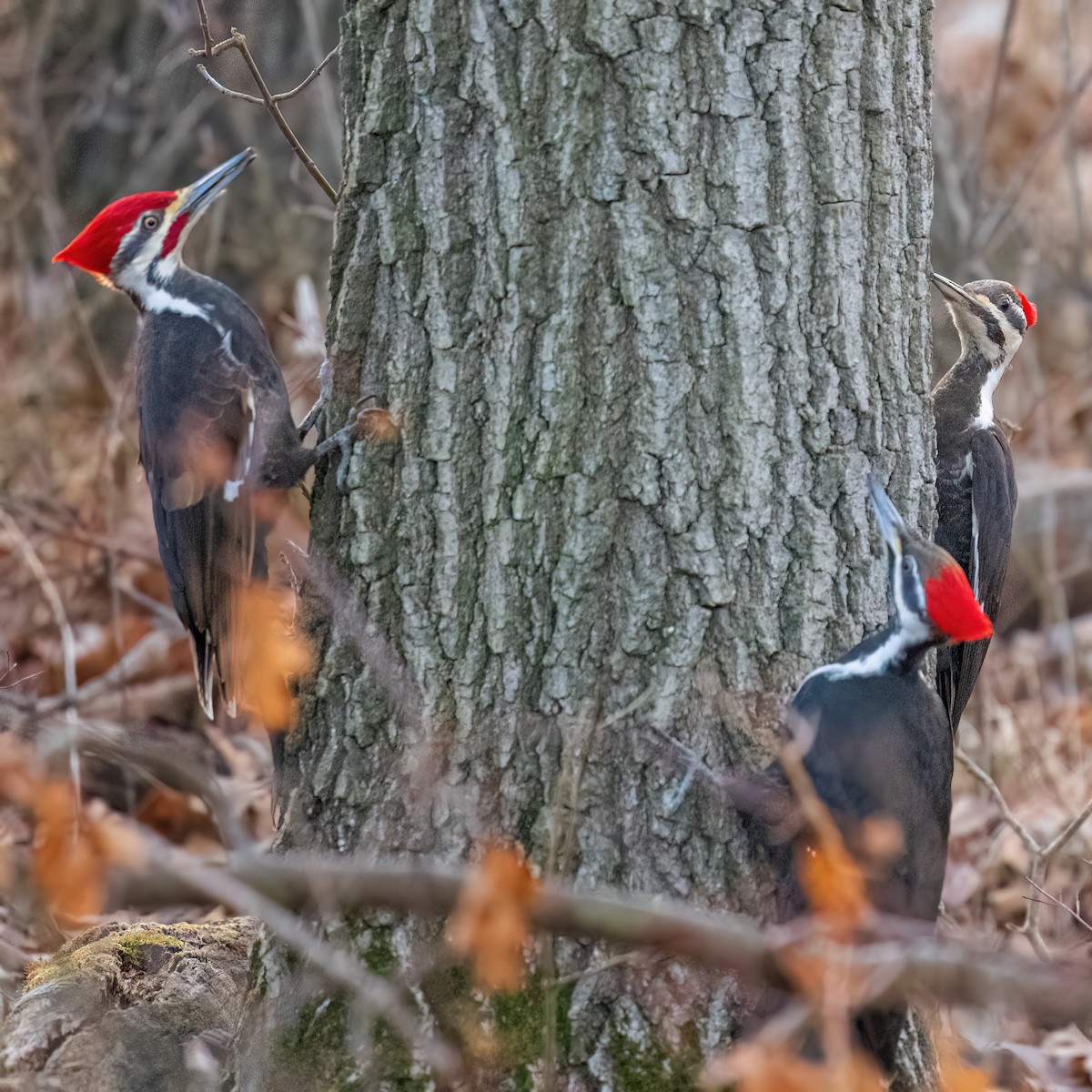 Pileated Woodpecker - ML616109618