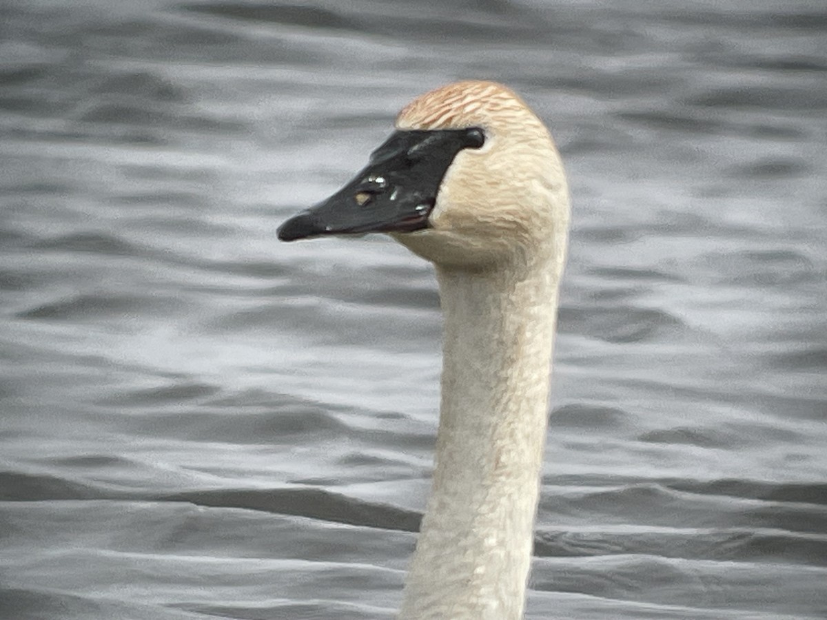 Trumpeter Swan - Aaron Stutz