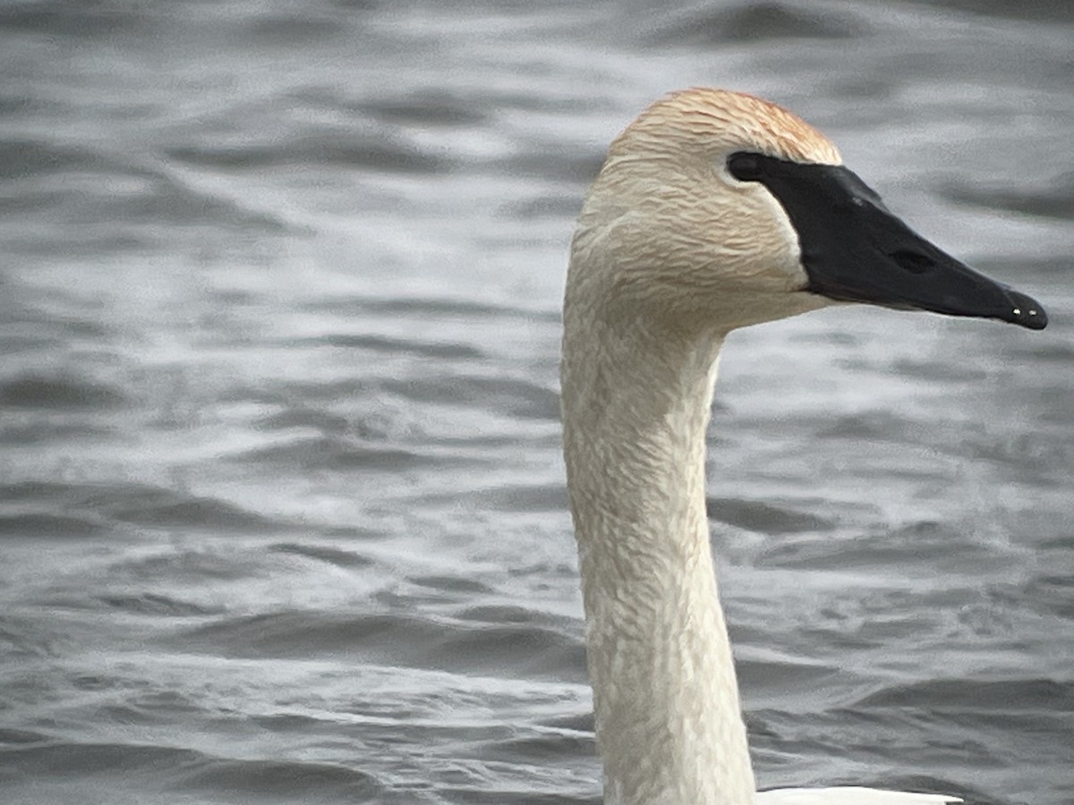 Trumpeter Swan - Aaron Stutz