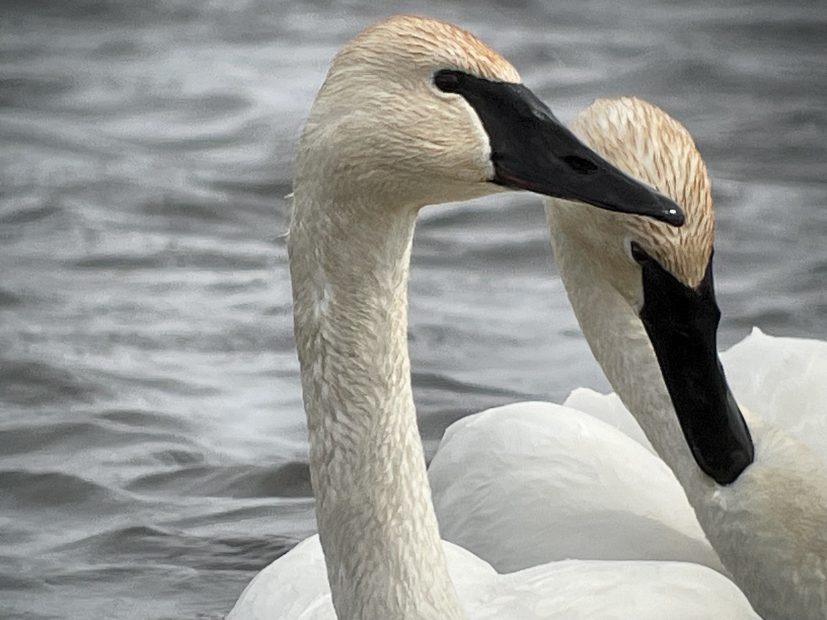 Trumpeter Swan - ML616109636