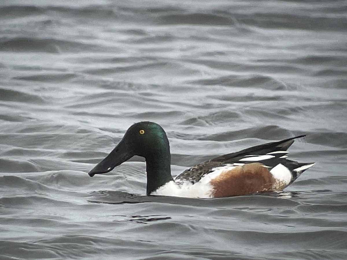 Northern Shoveler - ML616109672