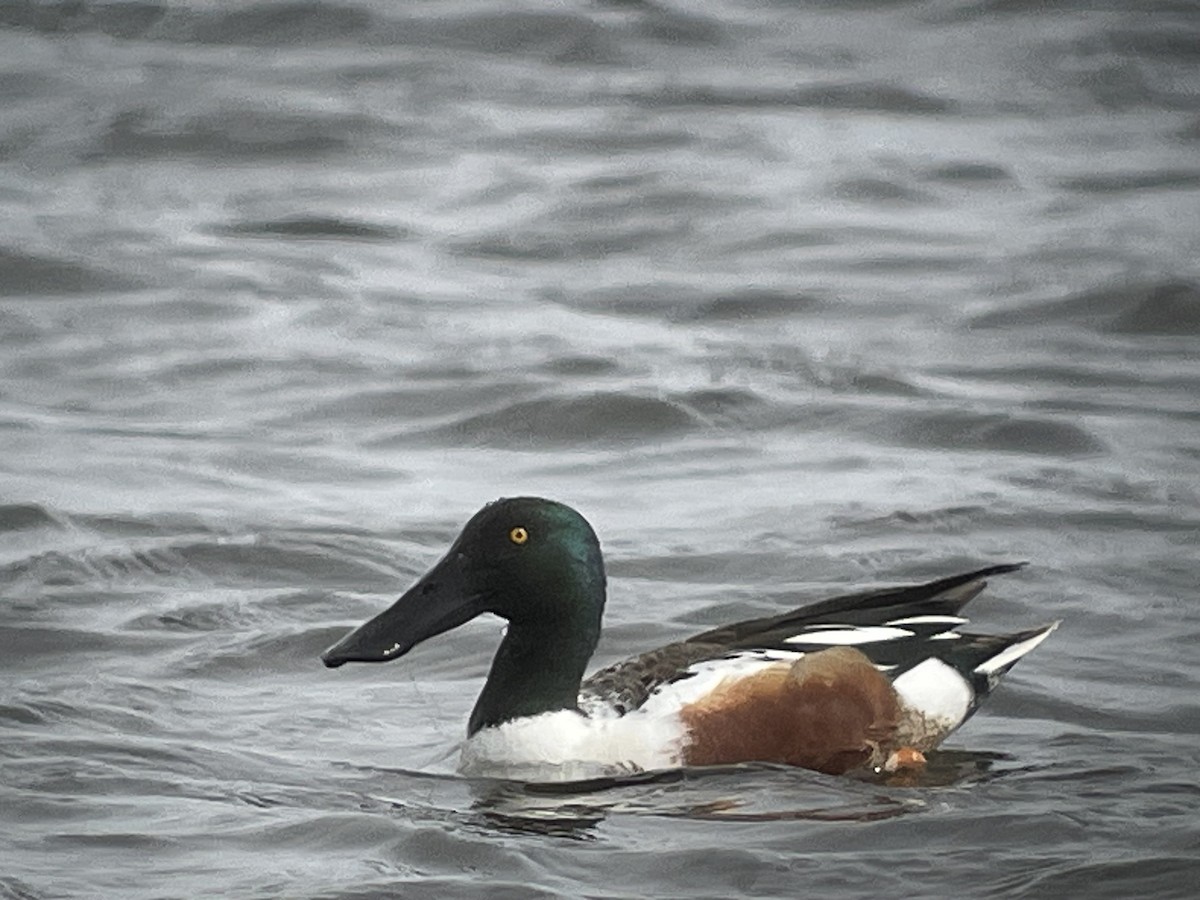 Northern Shoveler - ML616109673