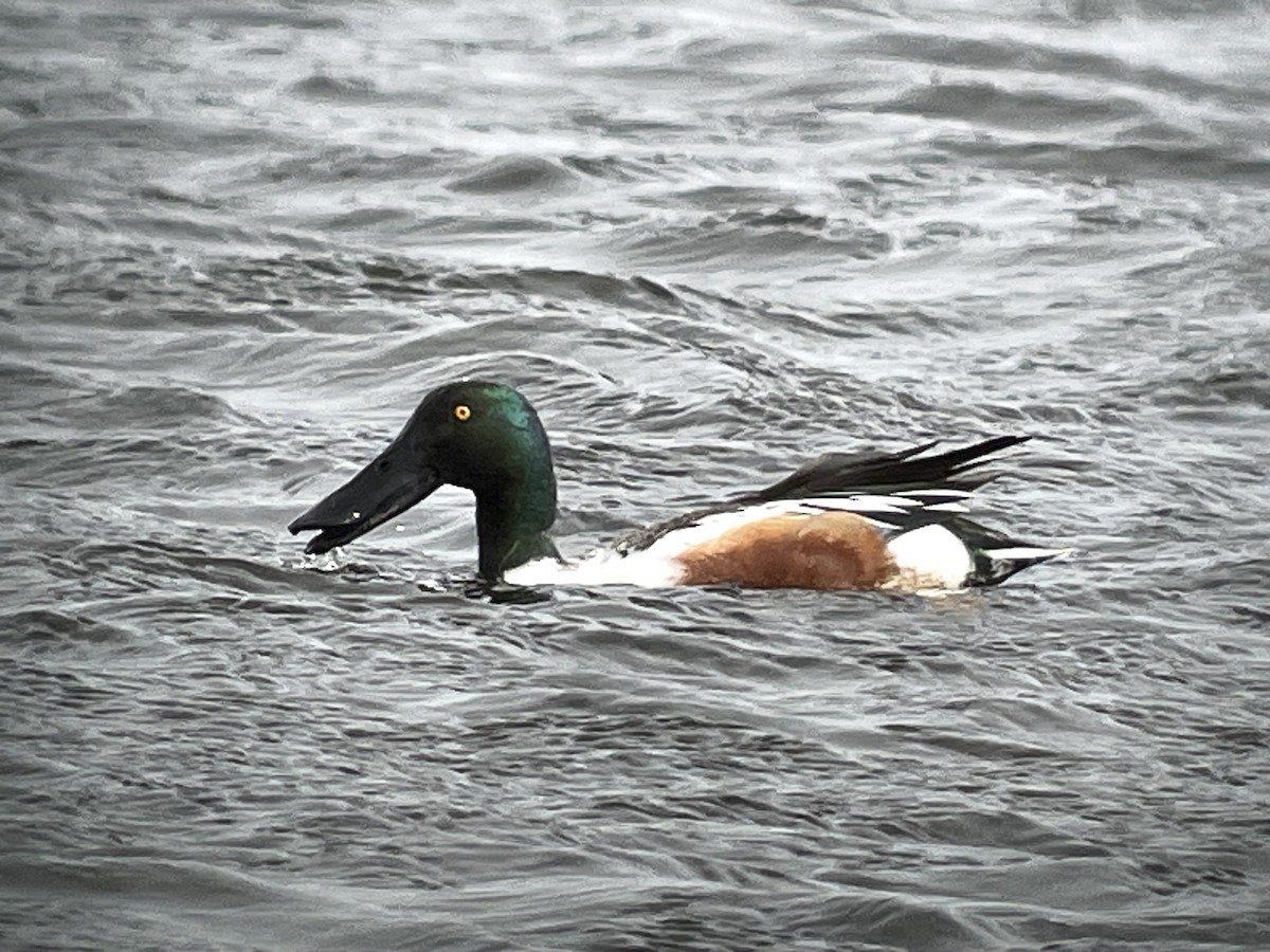 Northern Shoveler - ML616109674