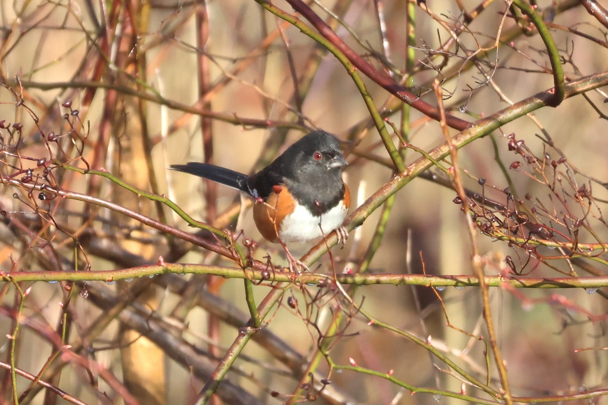 Eastern Towhee - ML616109742