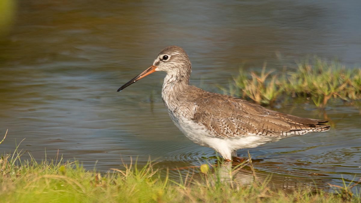 Common Redshank - ML616109756