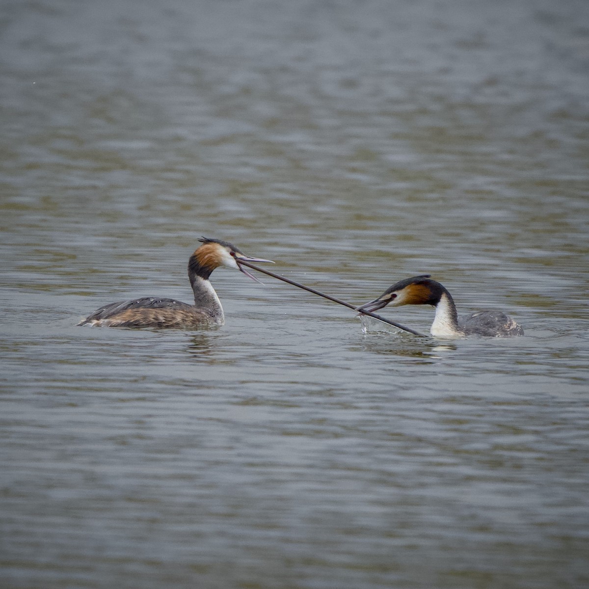 Great Crested Grebe - ML616109807