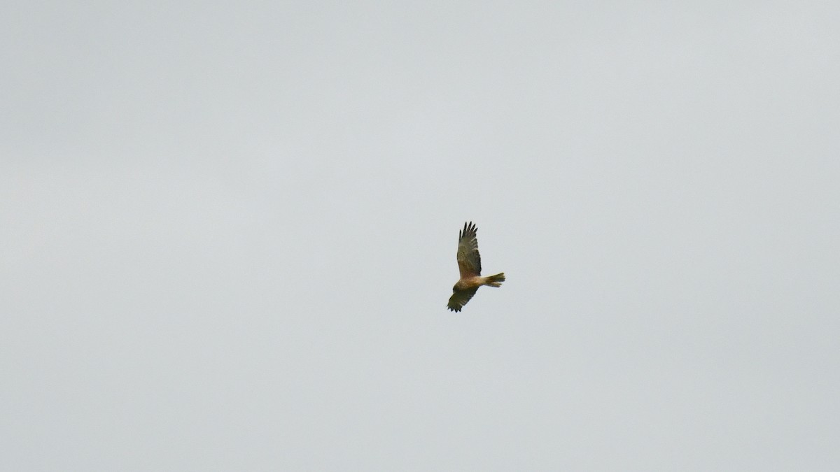 Swamp Harrier - Adam Janczyszyn