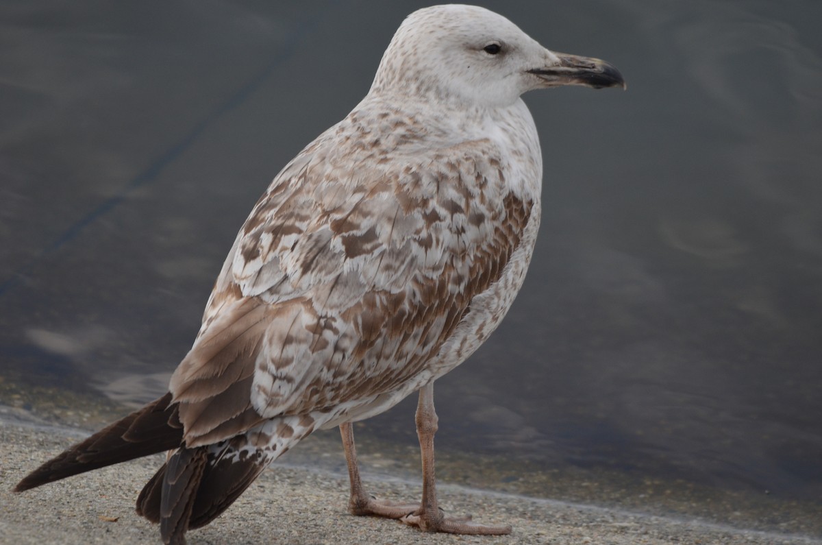 Caspian Gull - ML616109968