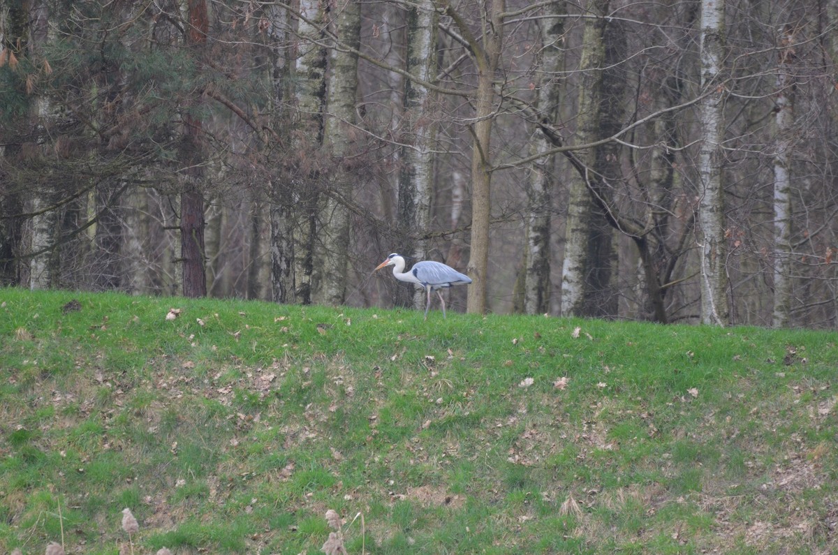 Gray Heron - ML616110066