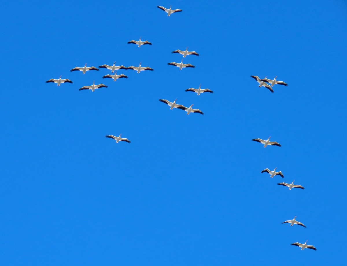 American White Pelican - ML616110074