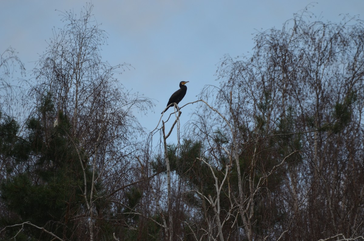 Great Cormorant - ML616110090