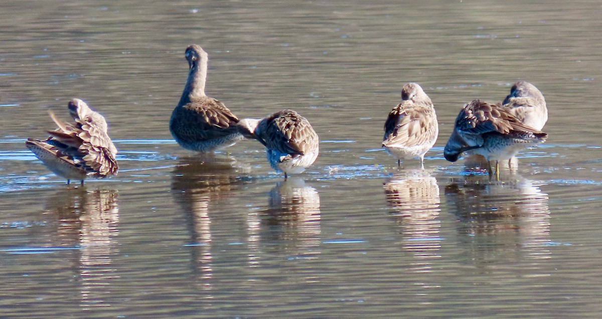 Long-billed Dowitcher - ML616110101