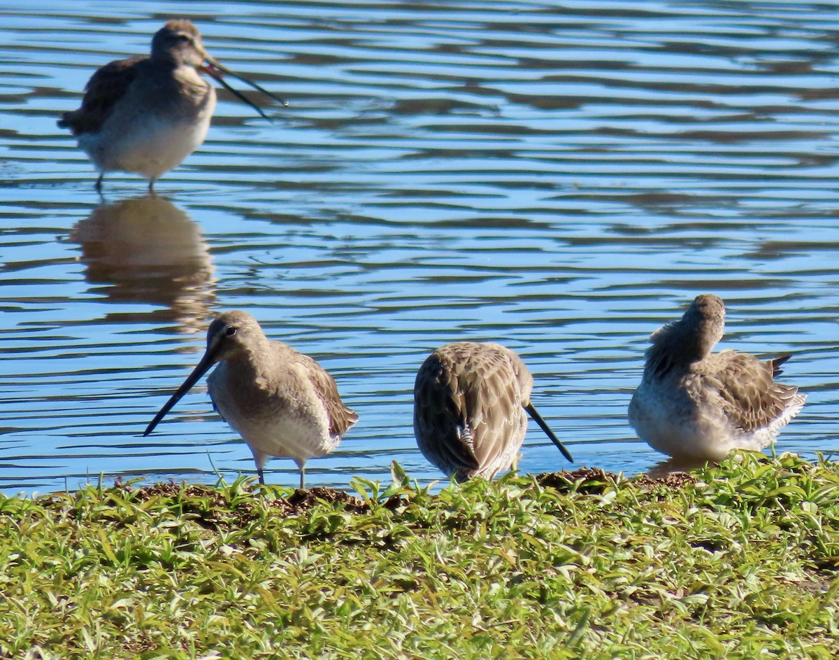 Long-billed Dowitcher - ML616110105