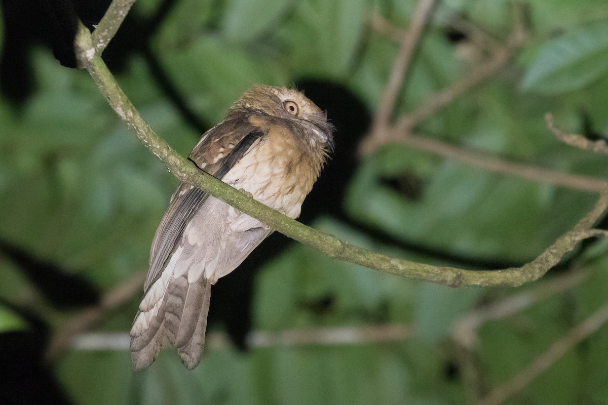 Gould's Frogmouth - ML616110199