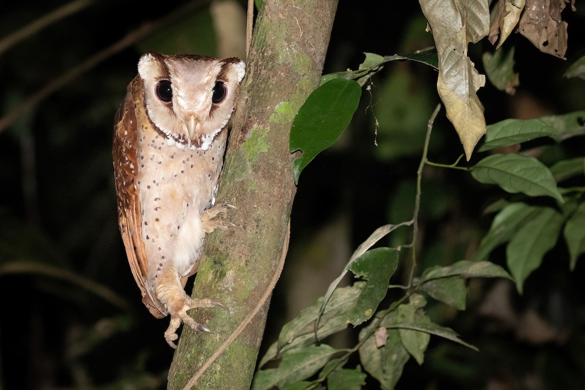 Oriental Bay-Owl - Chris Venetz | Ornis Birding Expeditions