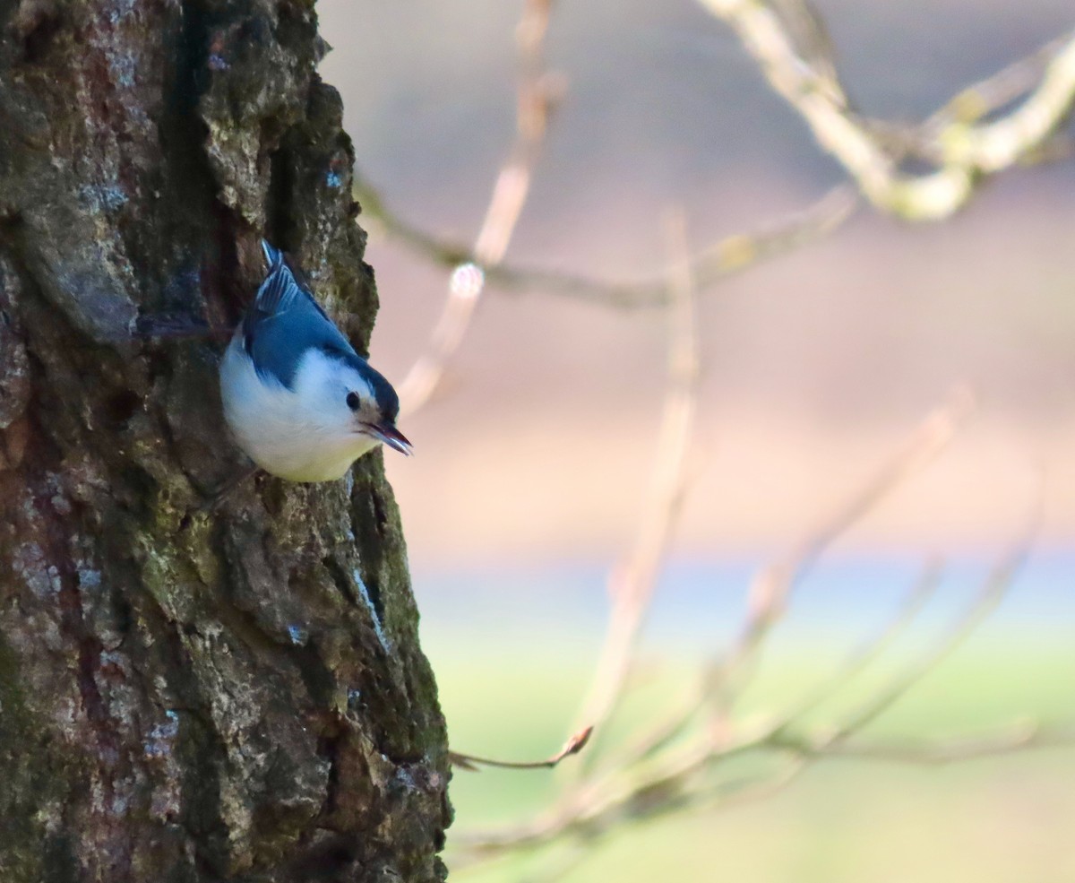 White-breasted Nuthatch - ML616110242